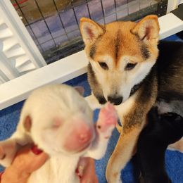 Pug and Shiba Inu Puppies from khshibas-khpugs