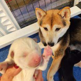 Pug and Shiba Inu Puppies from khshibas-khpugs