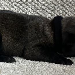 Girl 4 - Red sable female Belgian Malinois puppy in Ellerbe, North Carolina from Grand Prix Kennel