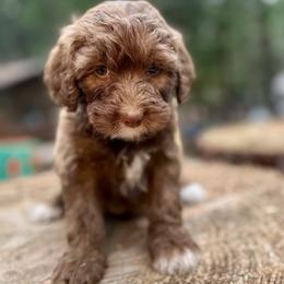 Lyra - Chocolate female Goldendoodle puppy in Pollock Pines, California from Penny Lane’s Doodles