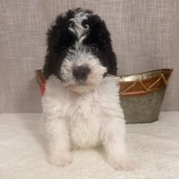 M and M - Black and white male Bernedoodle puppy in Luana, Iowa from Country View Bernedoodles and Goldendoodles