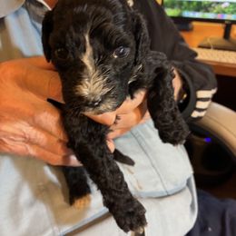 Girl 1 - Black female Portuguese Water Dog puppy in Sonoma, California from Chien D’Eau Portuguese Water Dogs
