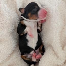 Leota - Tri-color female Bernedoodle puppy in Apache Junction, Arizona from Coffey House Doodles