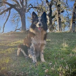 Lily - Border Collie