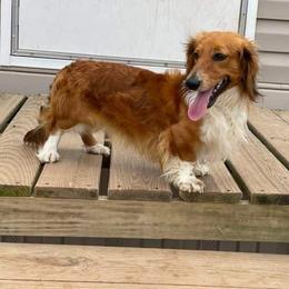 Copper - Piebald male Dachshund puppy in Muldrow, Oklahoma from Sassy Sausage Dogs