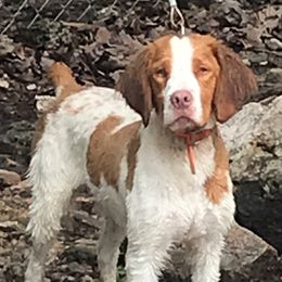 Simba - Brittany