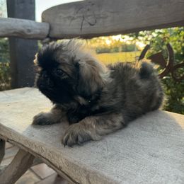 Pekingese Puppies from Ashlyn's Pups