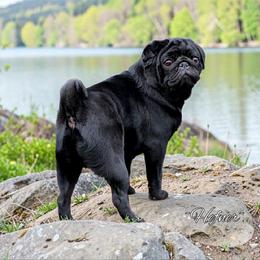Hefner - Pug
