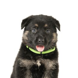 German Shepherds from Dogsport K9's