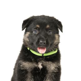 German Shepherds from Dogsport K9's