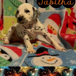 LUA Tabitha - White and black female Dalmatian puppy in Las Vegas, Nevada from 101 Dew Dream Valley Dalmatians