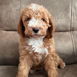 Iron Man-Black - Red  male Goldendoodle puppy in Asheboro, North Carolina from Southern Bred Pups