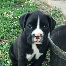 Boxers from Boxer Madness