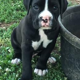 Boxers from Boxer Madness
