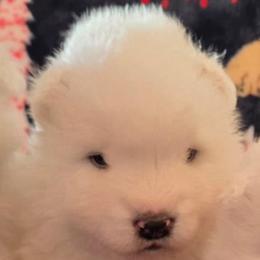 Monkey - White male Samoyed puppy in Prague, Oklahoma from ArticCross Samoyeds