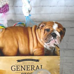 Bulldog Puppies from Dampier Bulldogs Mo