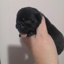 Black Female 1 - Black female Pug puppy in Olin, North Carolina from Piggy Pugs