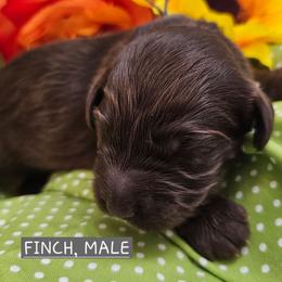 Finch, Grey collar - Brown male Cockapoo puppy in Pell City, Alabama from FurEver Young Kennels