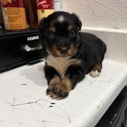 Nani - Black tri female Miniature Australian Shepherd puppy in Brenham, Texas from Stone N Rose Kennels