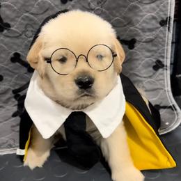 Golden Retriever Puppies from Amore Doro’ N Marshell Golden’s
