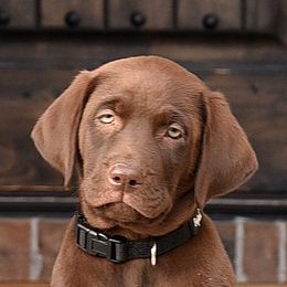 Labrador Retrievers from Rocky Mountain Dogs - Utah