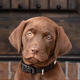 Labrador Retrievers from Rocky Mountain Dogs - Utah