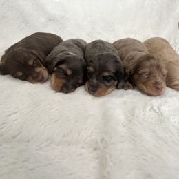 Dachshund Puppies from Dogwood Doxies