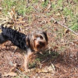 Yorkipoos and Yorkshire Terriers from Little Ones