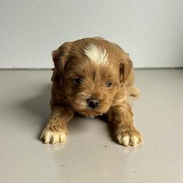 Atlas - Red male Maltipoo puppy in Bowling Green, Kentucky from Denise Clark