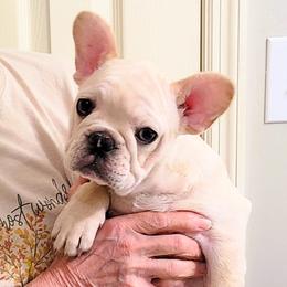 Astra - Cream female French Bulldog puppy in Rogersville, Alabama from Angel's Boston Terriers and French Bulldog