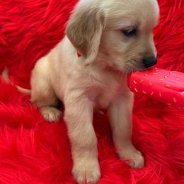 Golden Retriever Puppies from American True Golden retriever