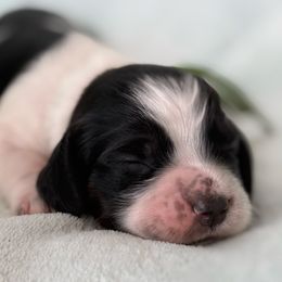 Evergreen - Black white and tan female English Springer Spaniel puppy in Cleburne, Texas from Powers English Springer Spaniels
