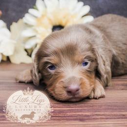 AKC Eclipse - Fawn (isabella) and tan male Dachshund puppy in Christiansburg, Virginia from Little Legs Luxury Dachshunds LLC