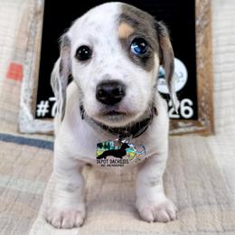 Spot AKC - Black and cream male Dachshund puppy in South Easton, Massachusetts from Depot Dachsies
