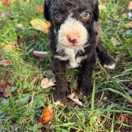 Bernedoodle puppies from Mercy Doodles