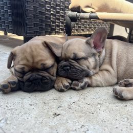 French Bulldog Puppies from TC’s French Bulldogs