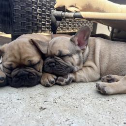 French Bulldog Puppies from TC’s French Bulldogs