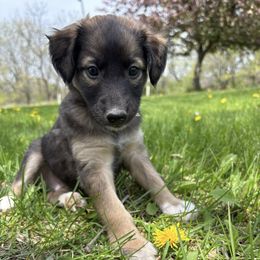 Windsprite Puppies from Prairie Fire Windsprites