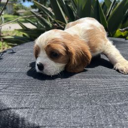 Cavalier King Charles Spaniel Puppies from Caveliers by Grace