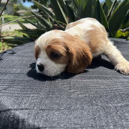 Cavalier King Charles Spaniel Puppies from Caveliers by Grace