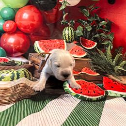 Boy 1 (Olympus) (orange collar) - Light golden male Golden Retriever puppy in Hubbard, Ohio from Whickering Pines Golden Retrievers