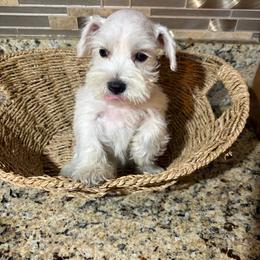 Snow - White female Miniature Schnauzer puppy in Bloomington, California from Mini Beard Buster Kennel
