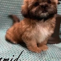 Shih Tzus from Shih Tzu Wiggle Waggles