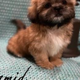 Shih Tzus from Shih Tzu Wiggle Waggles