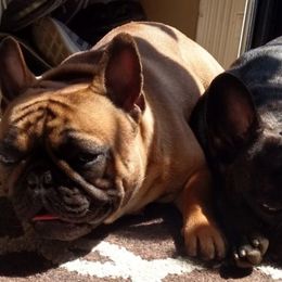French Bulldogs from Kentucky Made French bulldogs