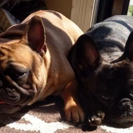 French Bulldogs from Kentucky Made French bulldogs