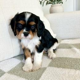 Snickers - Tri-color male Cavalier King Charles Spaniel puppy in Buckeye, Arizona from Parks Cavaliers