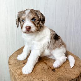 Tigger - Red merle male Aussiedoodle puppy in Arlington, Washington from Doodle Love Laugh