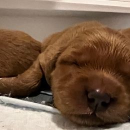 Golden Retriever Puppies from Blanco River Field Golden Retrievers