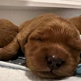 Golden Retriever Puppies from Blanco River Field Golden Retrievers